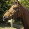Heritage In-Hand Bridle