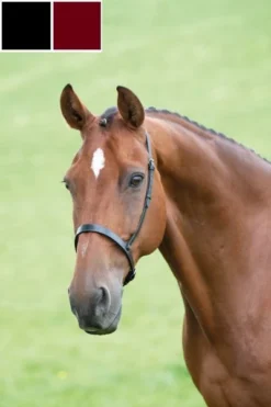 Shires Blenheim Cavesson Noseband