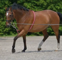 Waldhausen Longing System Lunging Aid Red/Grey Full