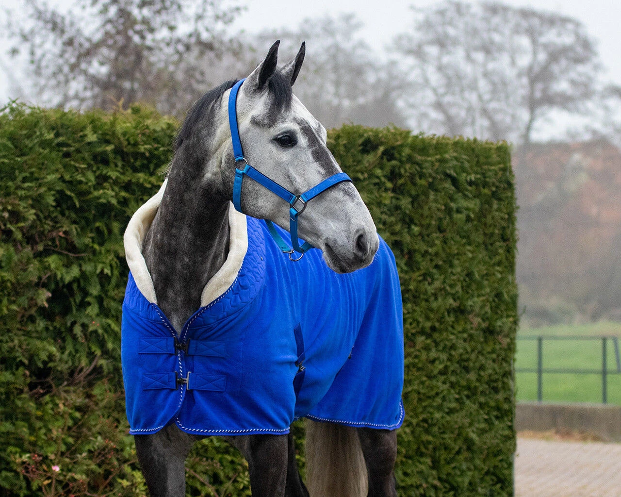 QHP Fleece Rug Brilliance Victoria Blue 2 QHP Fleece Rug Brilliance Victoria Blue - Image 2