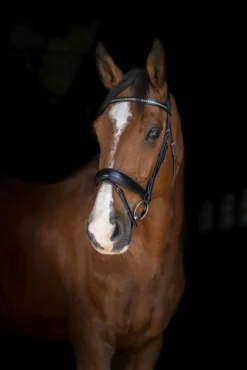 Eric Thomas Elite Stuttgart Bridle Black