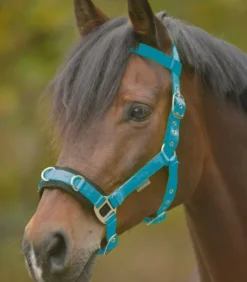 Waldhausen Economic Lunging Halter Azure Blue
