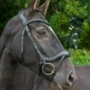 Cameo Equine Ecosoft Enigma Bridle