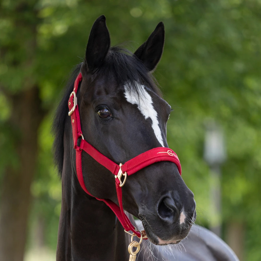 Covalliero Headcollar Chilli Pepper 1 Covalliero Headcollar Chilli Pepper