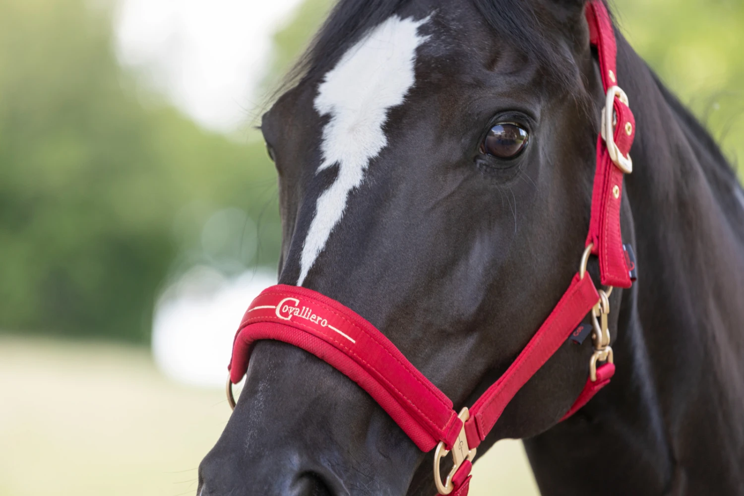 Covalliero Headcollar Chilli Pepper 2 Covalliero Headcollar Chilli Pepper - Image 2