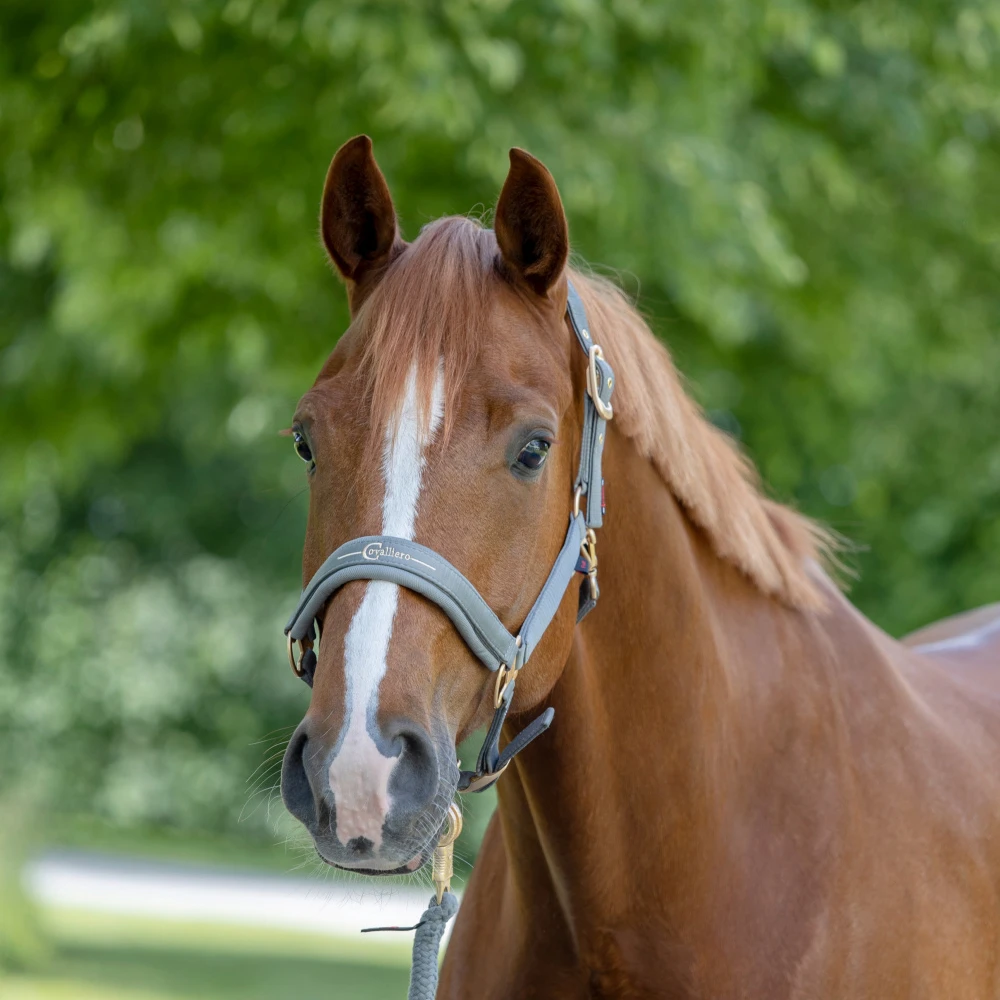 Covalliero Headcollar Light Graphite 2 Covalliero Headcollar Light Graphite - Image 2