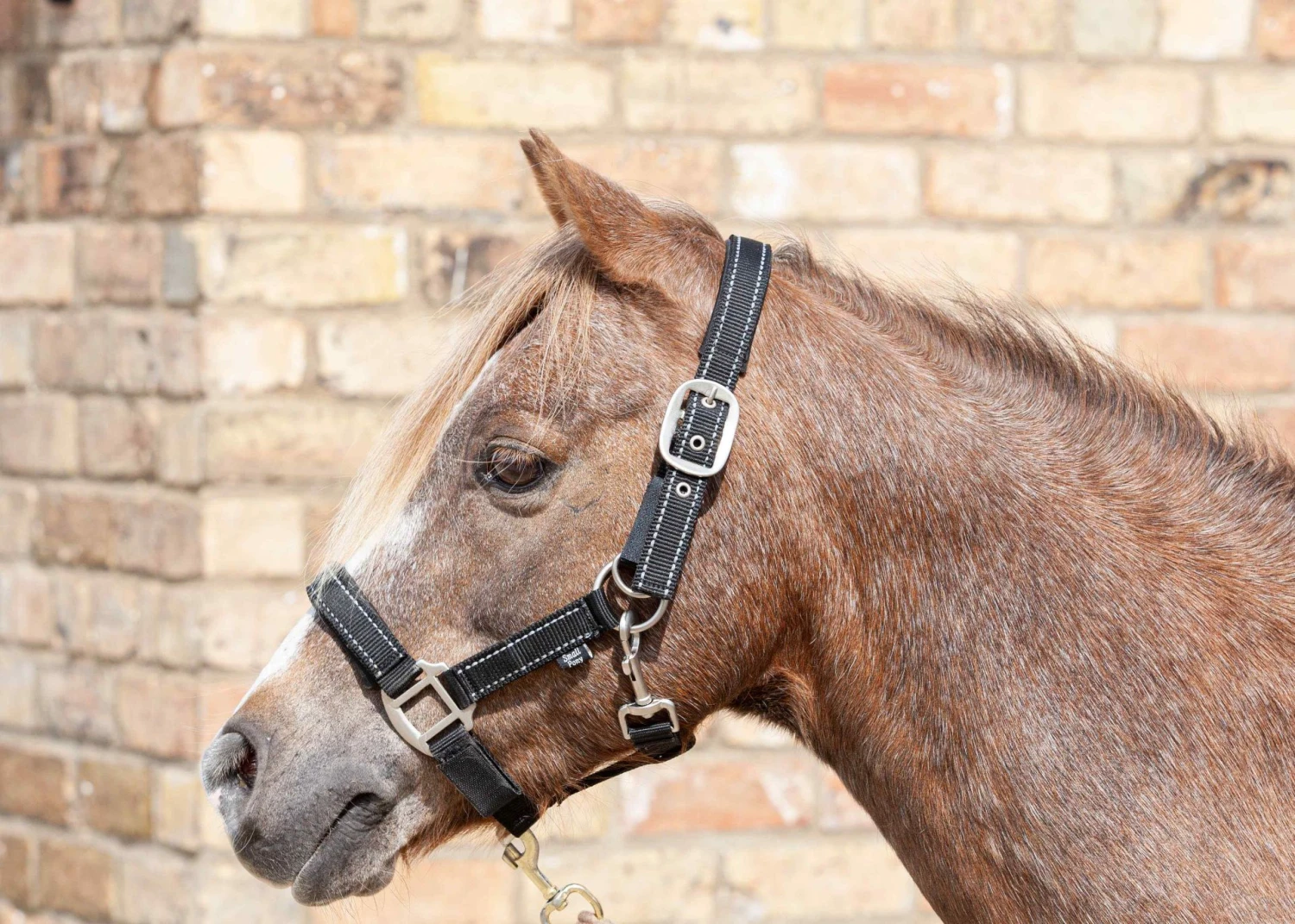 Cameo Performance Fieldsafe Headcollar Black/Reflective 1 Cameo Performance Fieldsafe Headcollar Black/Reflective