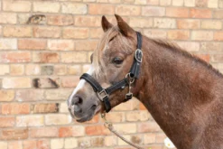 Cameo Performance Fieldsafe Headcollar Black/Reflective 5 Cameo Performance Fieldsafe Headcollar Black/Reflective -EquiGlow Shop 0028775 cameo performance fieldsafe headcollar blackreflective