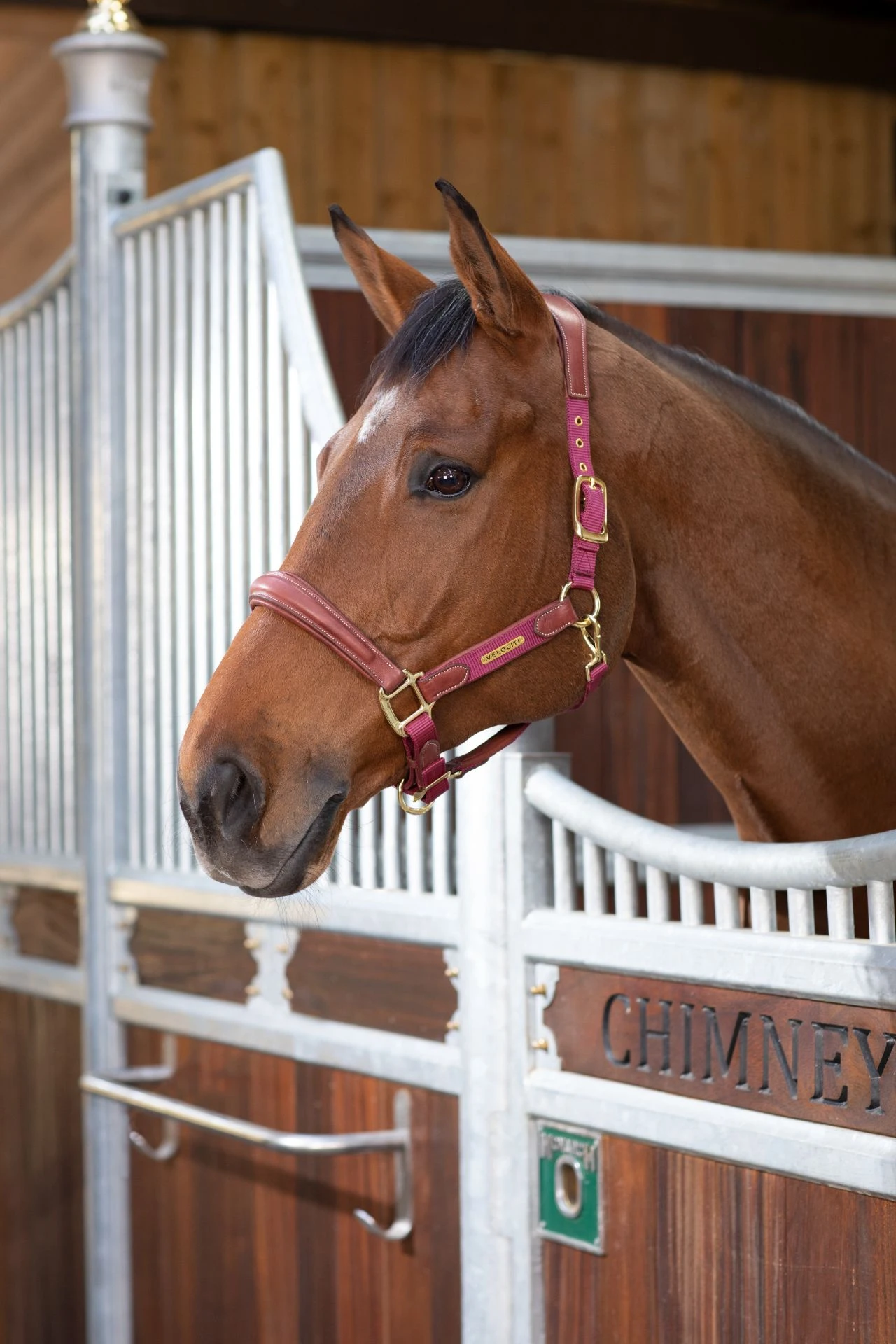 Shires Velociti Lusso Padded Leather Headcollar Burgundy 2 Shires Velociti Lusso Padded Leather Headcollar Burgundy - Image 2