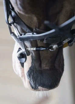 ThinLine Busy Buddy -EquiGlow Shop 0029331 thinline busy buddy